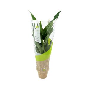 Spathiphyllum