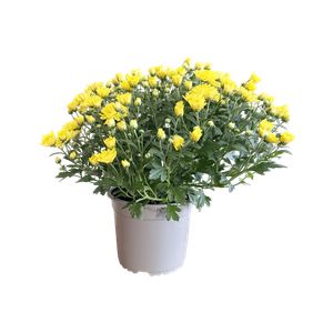 Chryzantéma 15cm