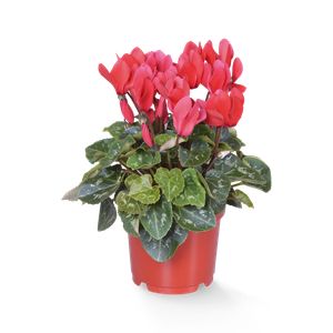 Brambořík mix 12cm
