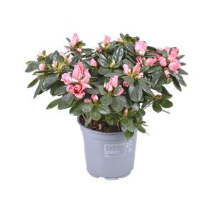 Azalka mix 12cm